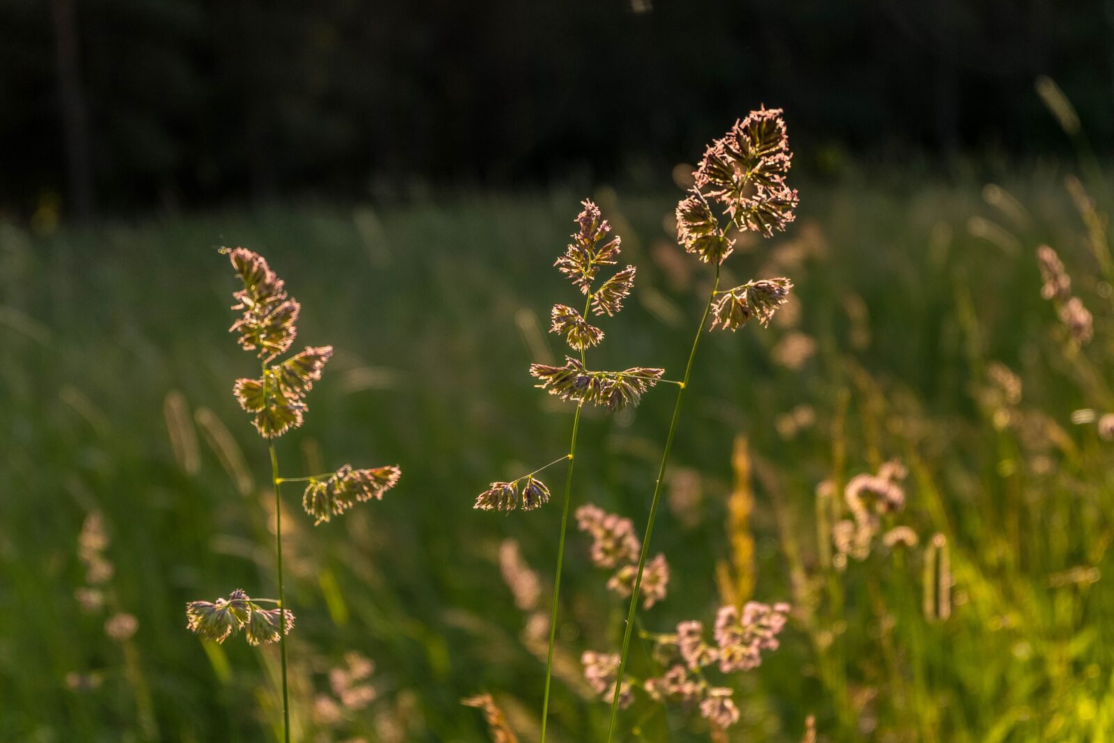 Fujifilm X-A2 + Fujifilm XC 16-50mm F3.5-5.6 OIS II sample photo. Macro, beautiful, grass photography