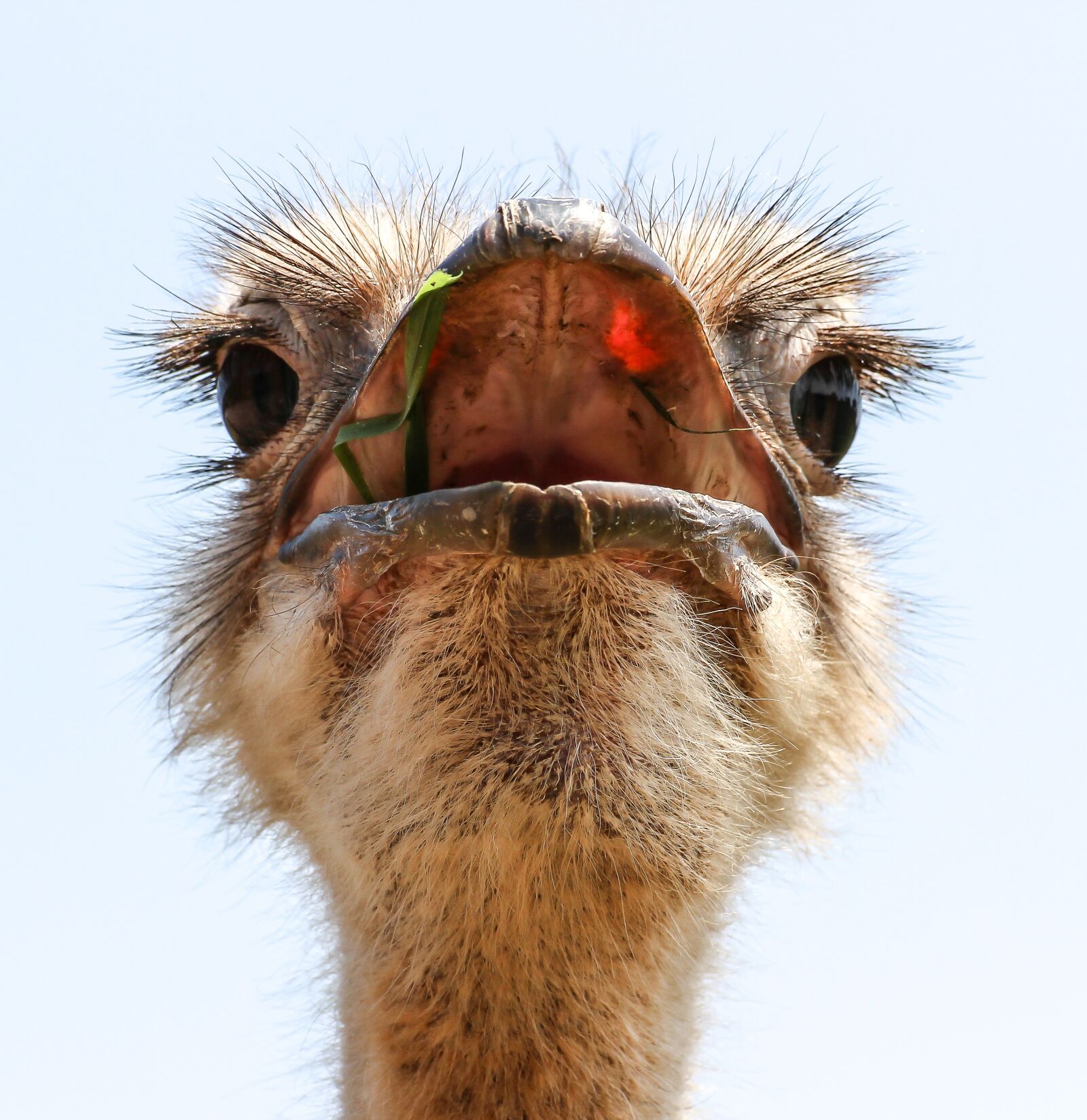 Canon EOS 600D (Rebel EOS T3i / EOS Kiss X5) sample photo. Ostrich, ave, egg photography