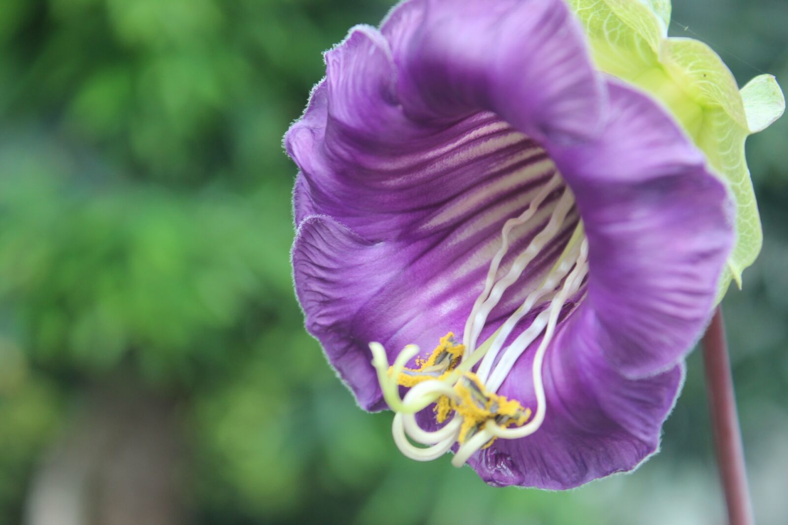 Canon EOS 600D (Rebel EOS T3i / EOS Kiss X5) sample photo. Flowers, purple, tropical photography