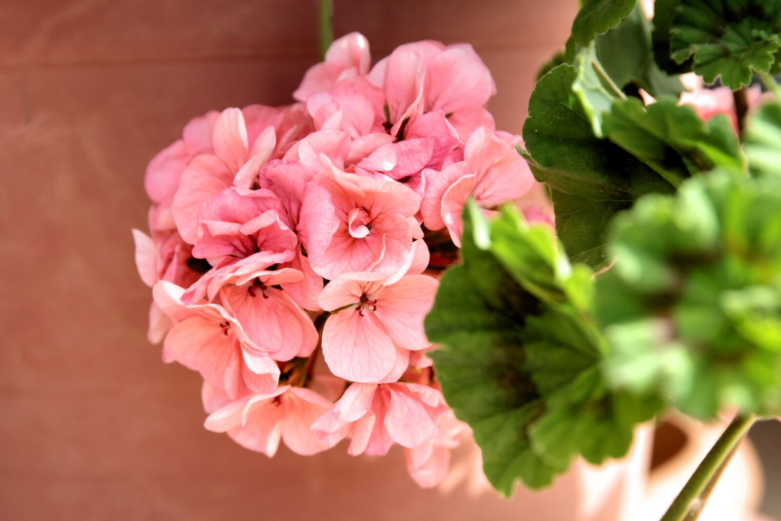 Canon EOS 550D (EOS Rebel T2i / EOS Kiss X4) sample photo. Geranium, plant, flower photography