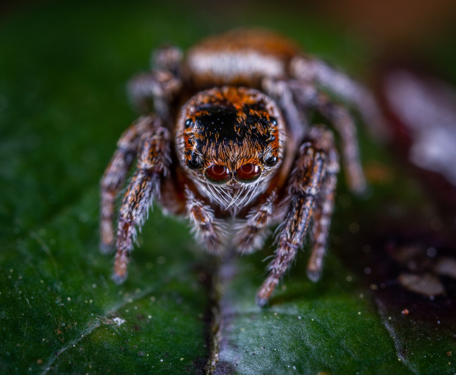 #124 65/2.8 sample photo. Spider, arachnids, spider-racer photography