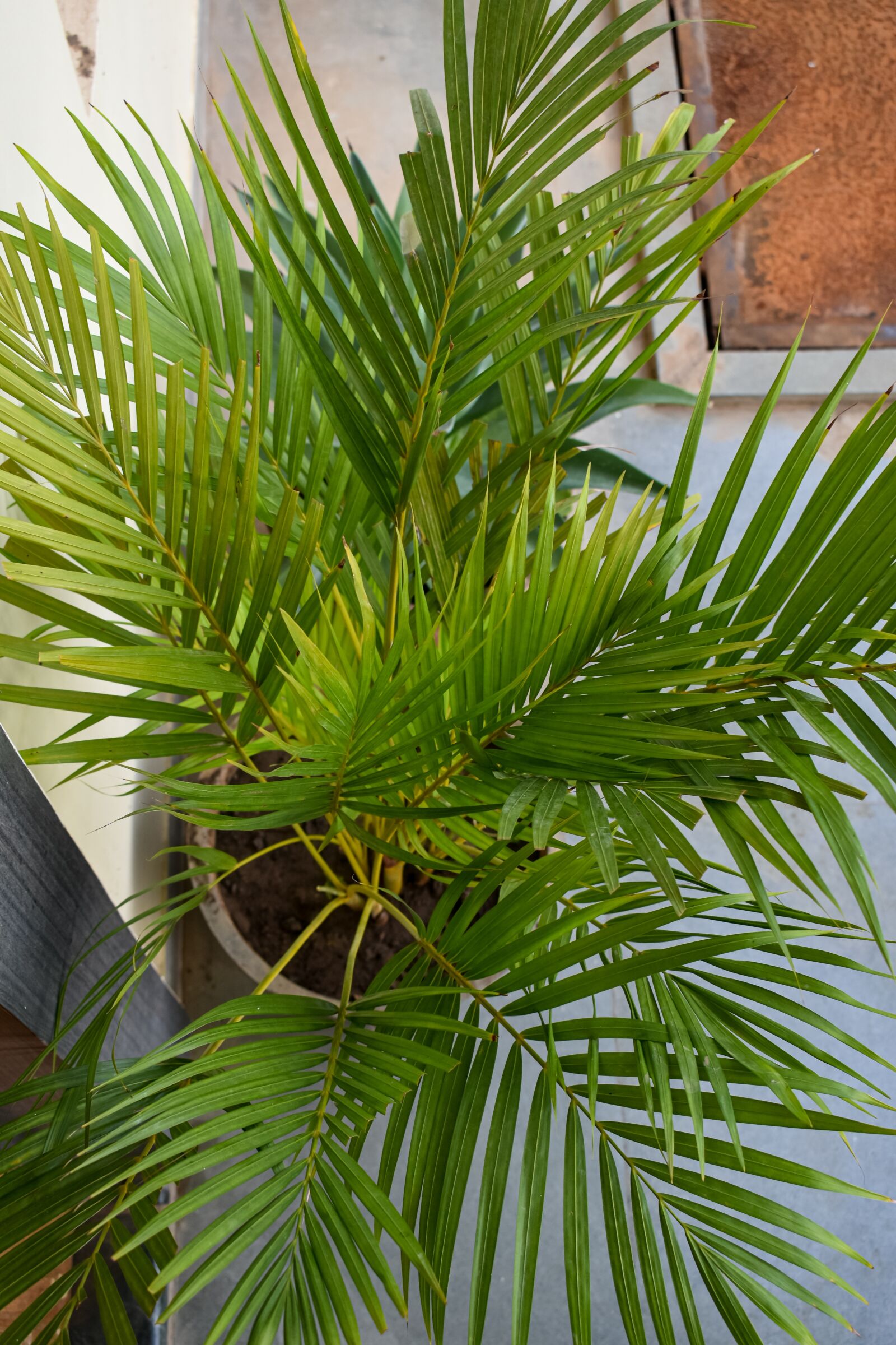 Nikon D3500 sample photo. Green, plant, leaf photography