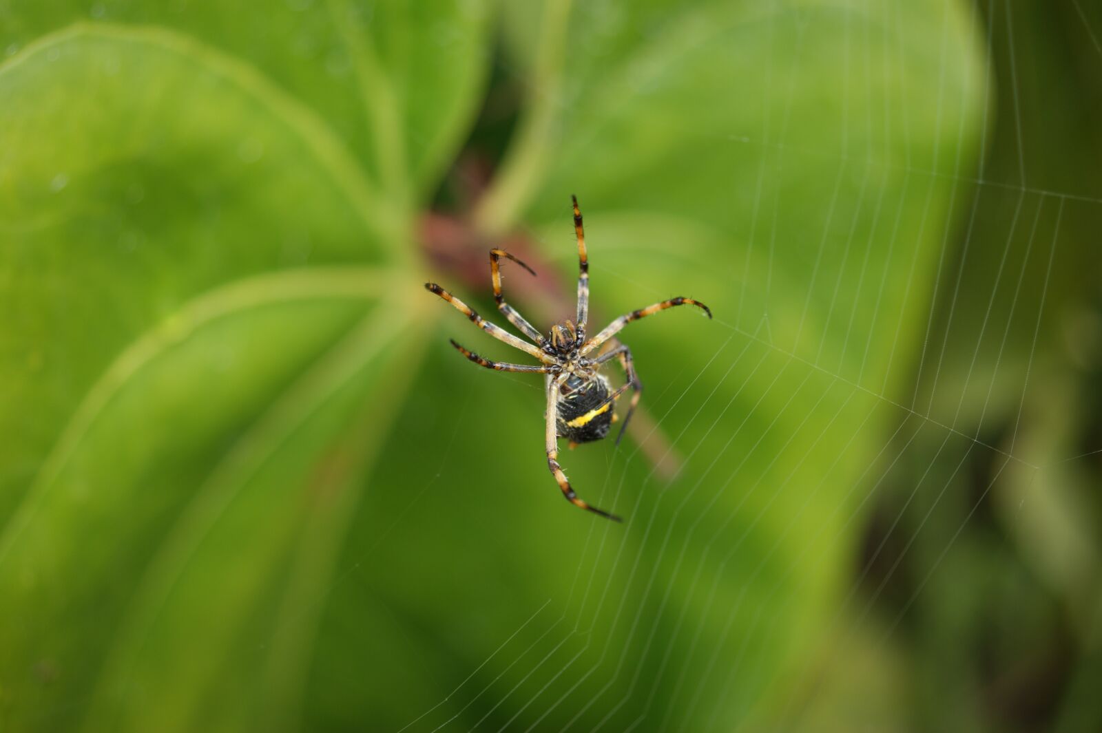 Sony Alpha DSLR-A390 sample photo. Nature, in, the photography