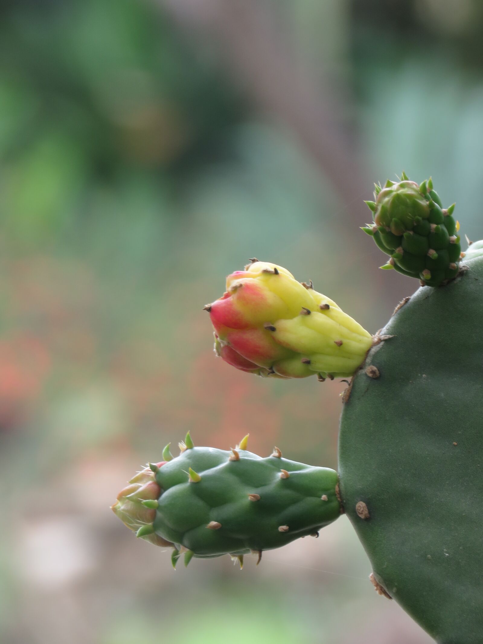 Canon PowerShot SX60 HS sample photo. Cactus, thorns, garden photography