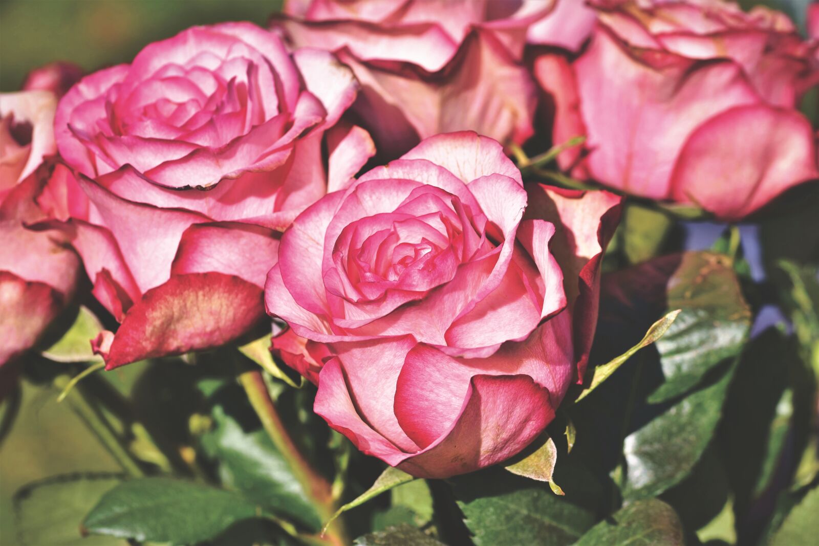 Nikon D7200 sample photo. Rose, bouquet of roses photography