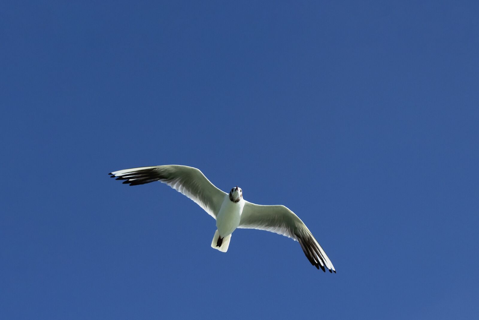 Canon EOS 1300D (EOS Rebel T6 / EOS Kiss X80) sample photo. Seagull, bird, flight photography