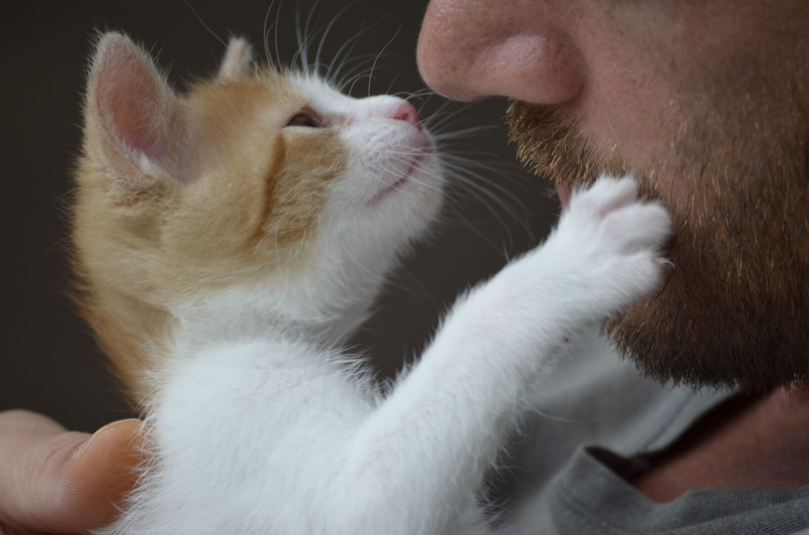 Nikon D5100 sample photo. Freunde, katze, kätzchen photography
