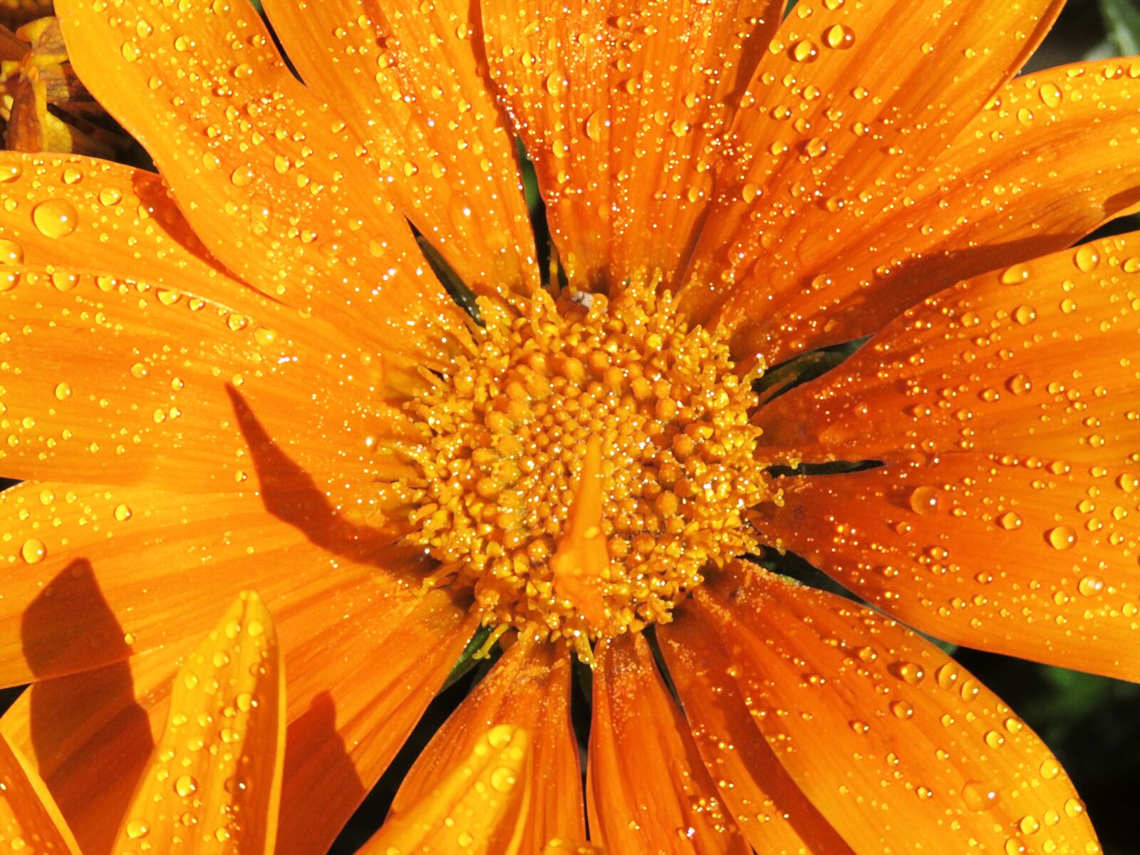 Canon PowerShot SX60 HS sample photo. Closeup, orange flower, yellow photography