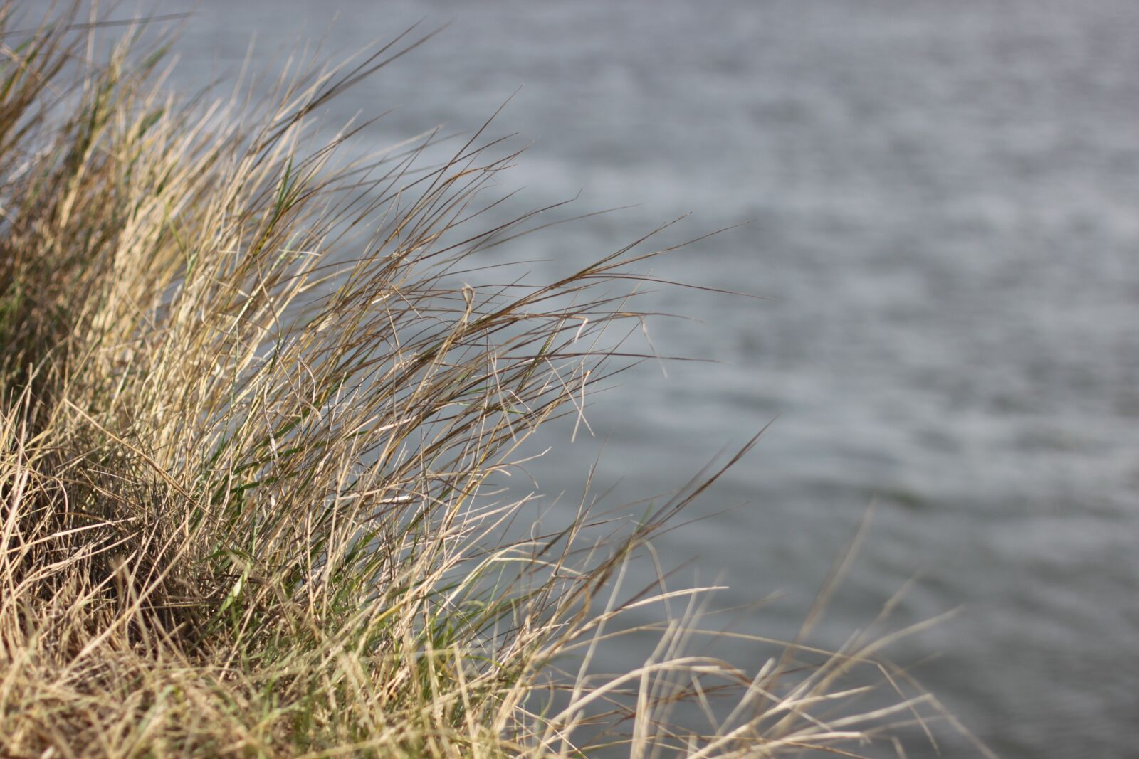 Canon EOS 500D (EOS Rebel T1i / EOS Kiss X3) sample photo. Grass, dirty, blue photography