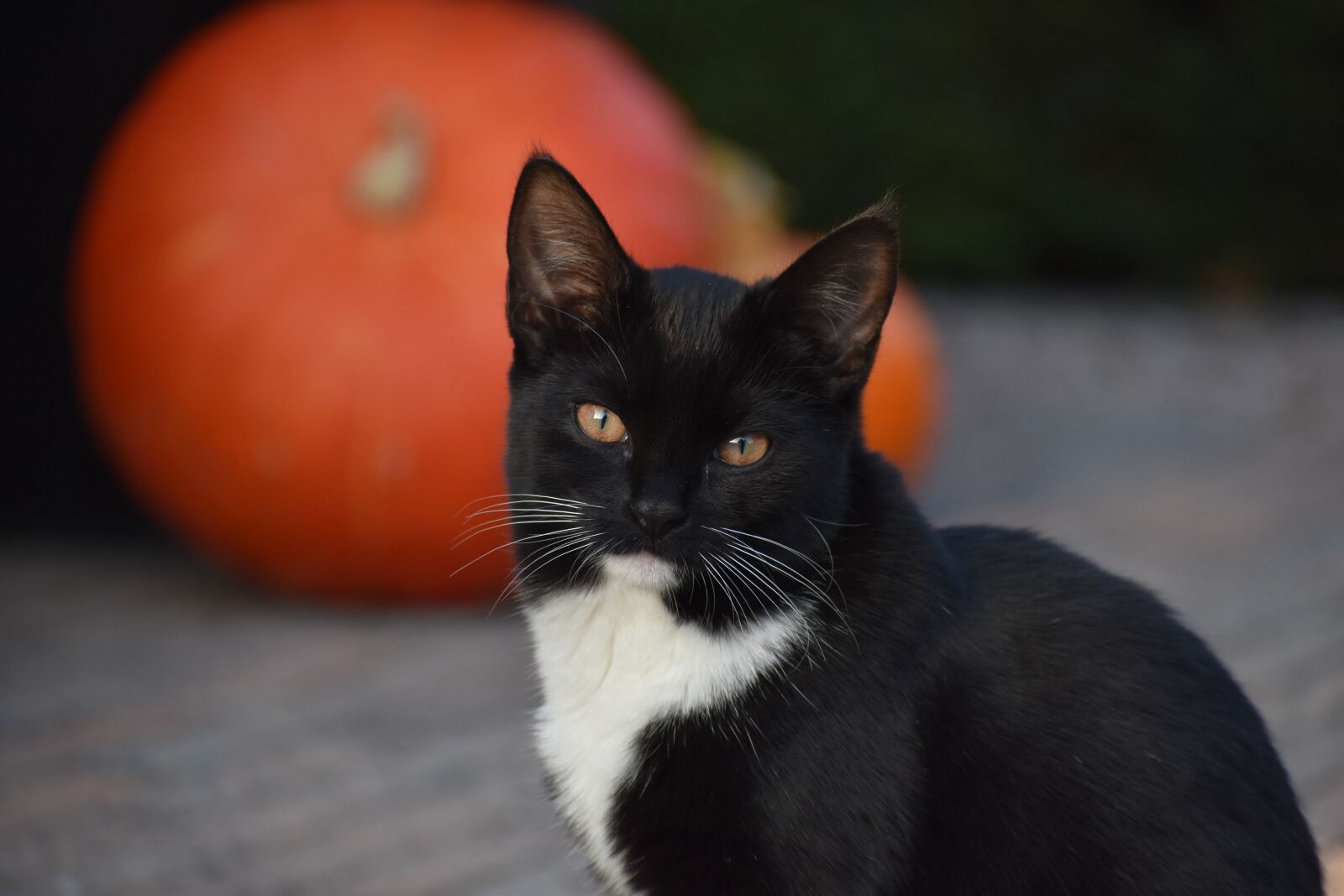 Nikon D3500 sample photo. Cat, pumpkin, autumn photography