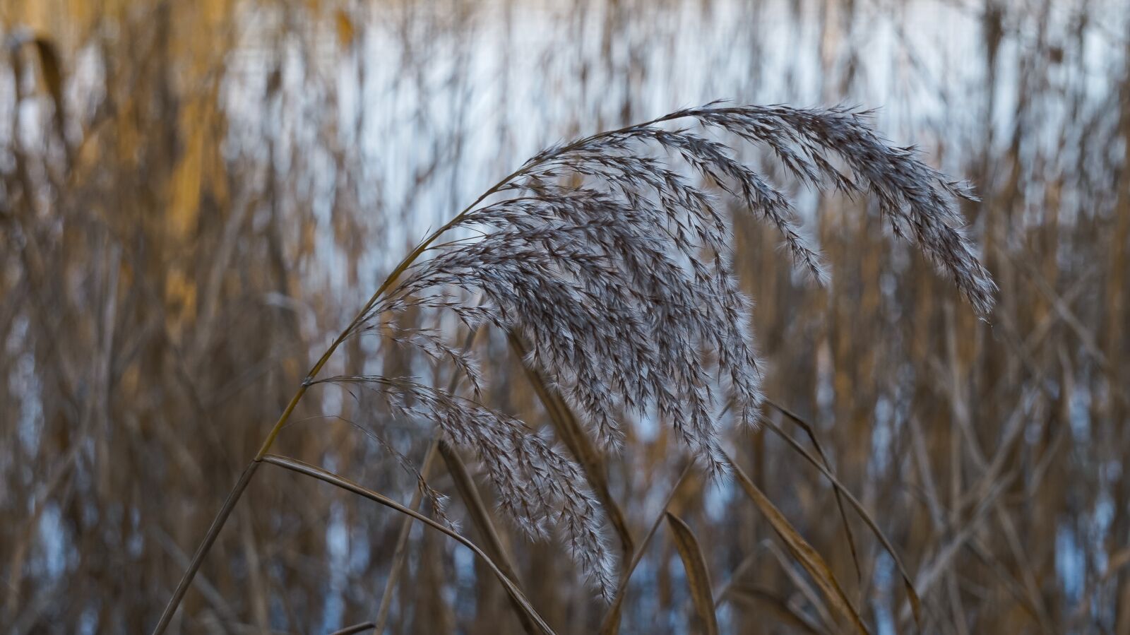 Sony Alpha a5000 (ILCE 5000) + Sony E 55-210mm F4.5-6.3 OSS sample photo. Nature, winter, cold photography