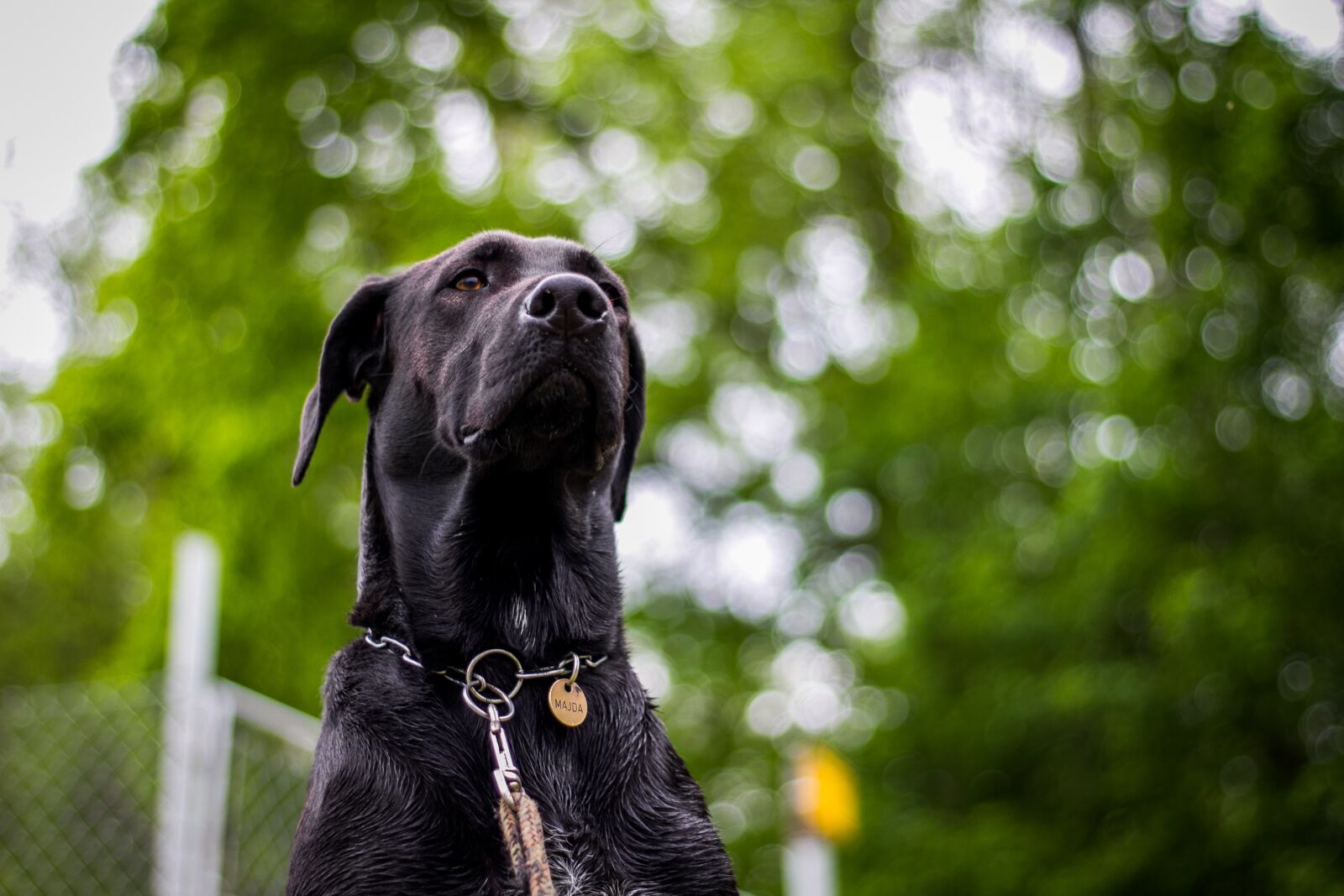 Canon EOS 60D + Canon EF 50mm F1.8 STM sample photo. Dog, head, nature photography