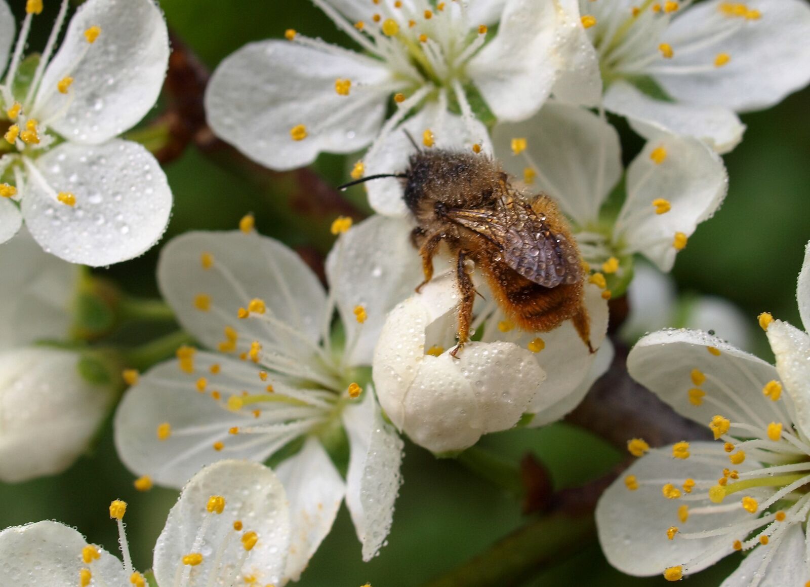 Olympus E-520 (EVOLT E-520) sample photo. Flower, insect, bee photography