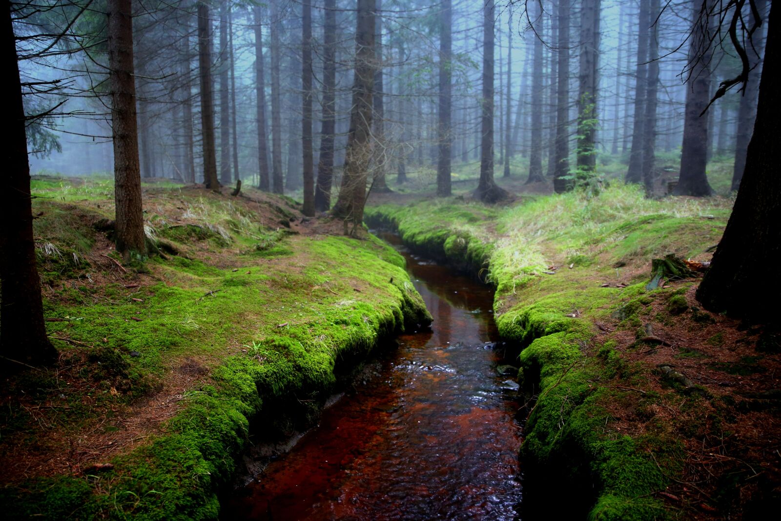 Canon EOS 6D sample photo. Mati, forest, brook photography