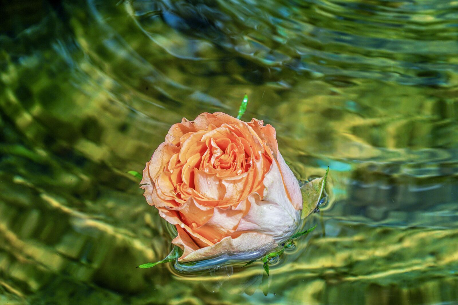 Sony DT 18-135mm F3.5-5.6 SAM sample photo. Rose, blossom, bloom photography