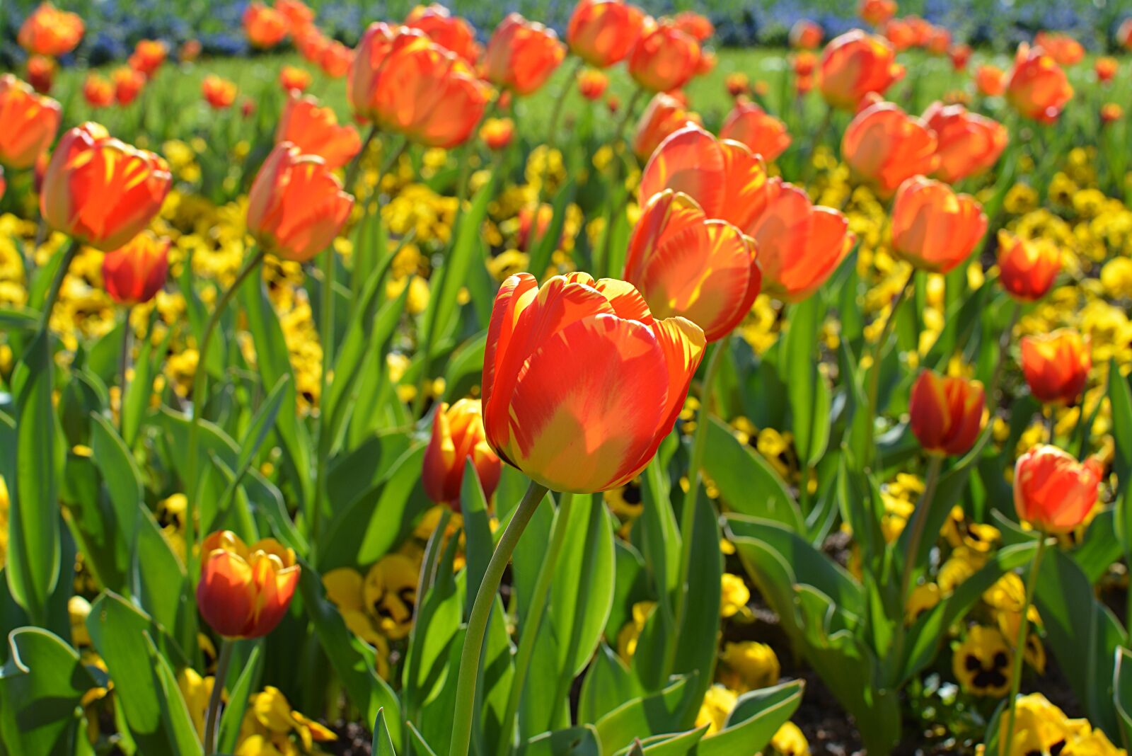 Nikon D5200 sample photo. Tulips, orange, spring photography