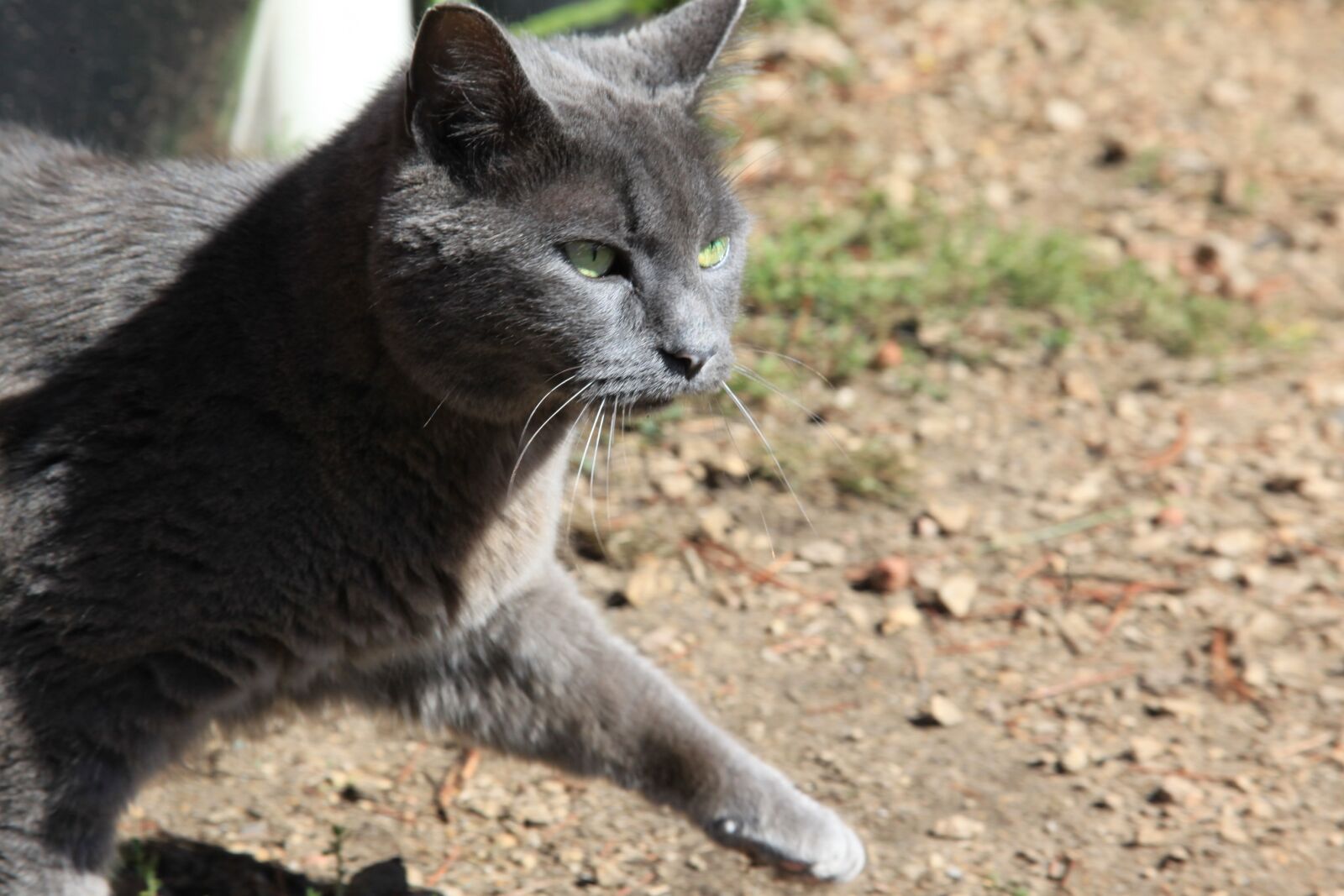 Canon EOS 5D Mark II sample photo. Cat, animals, farm photography