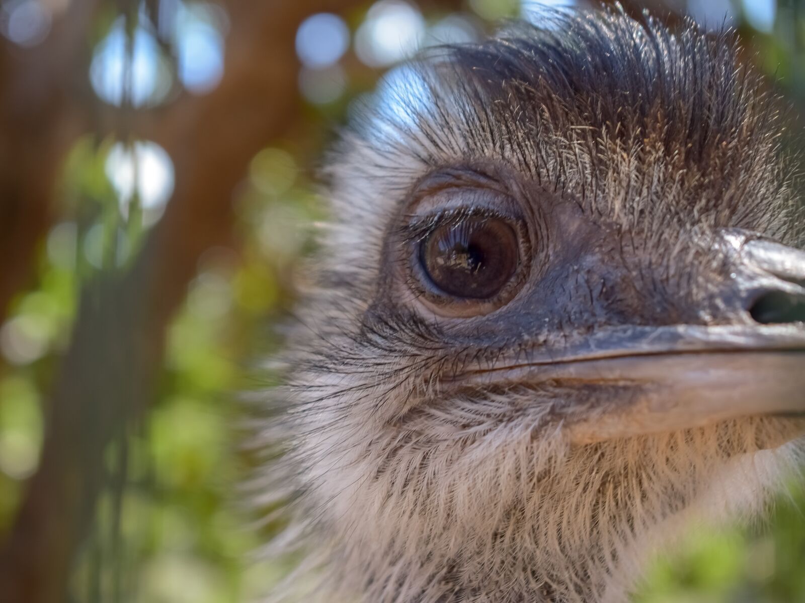 Nikon D3300 sample photo. Ostrich, eye, face photography