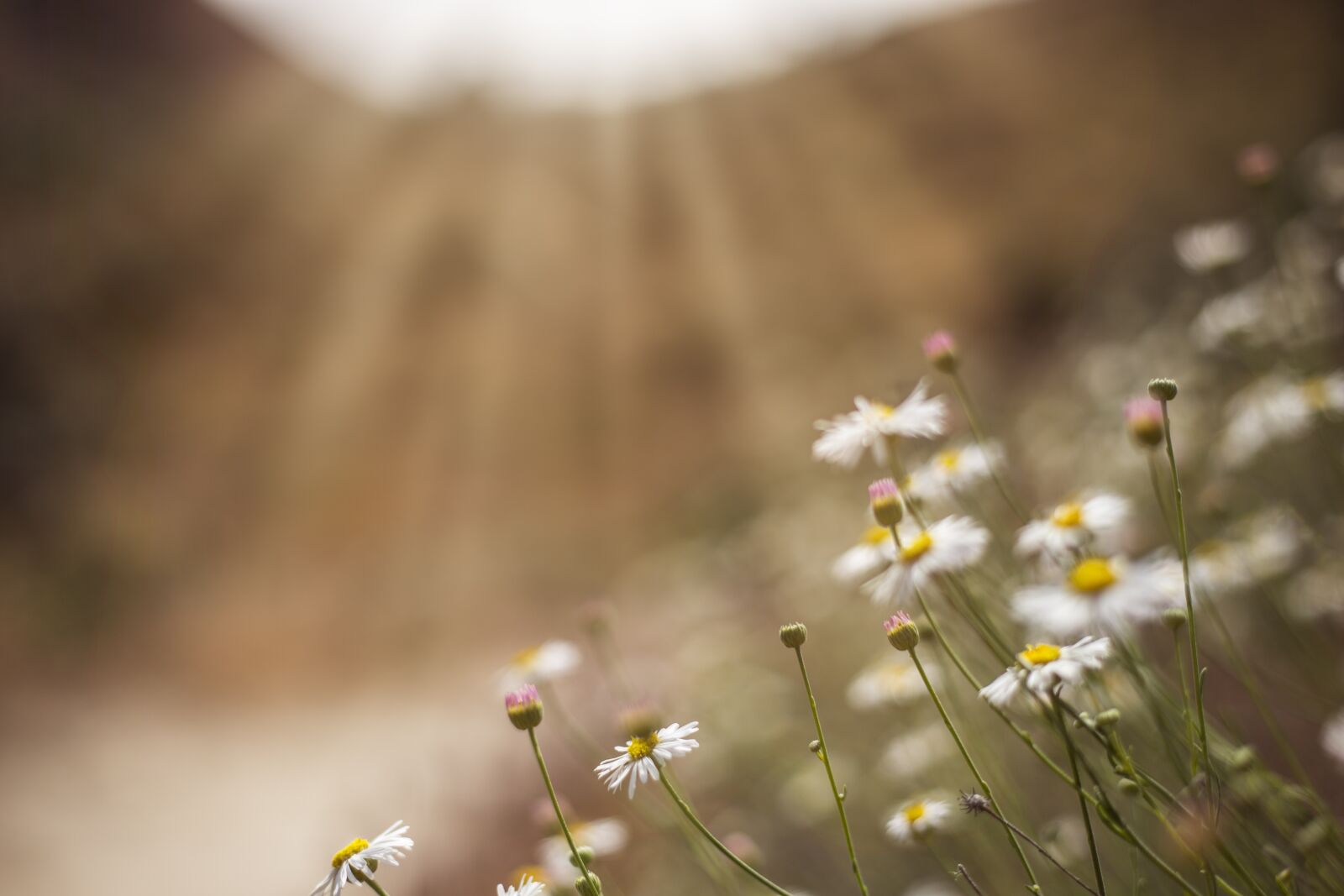 Canon EF 50mm F1.8 II sample photo. Flowers, daisy, nature photography
