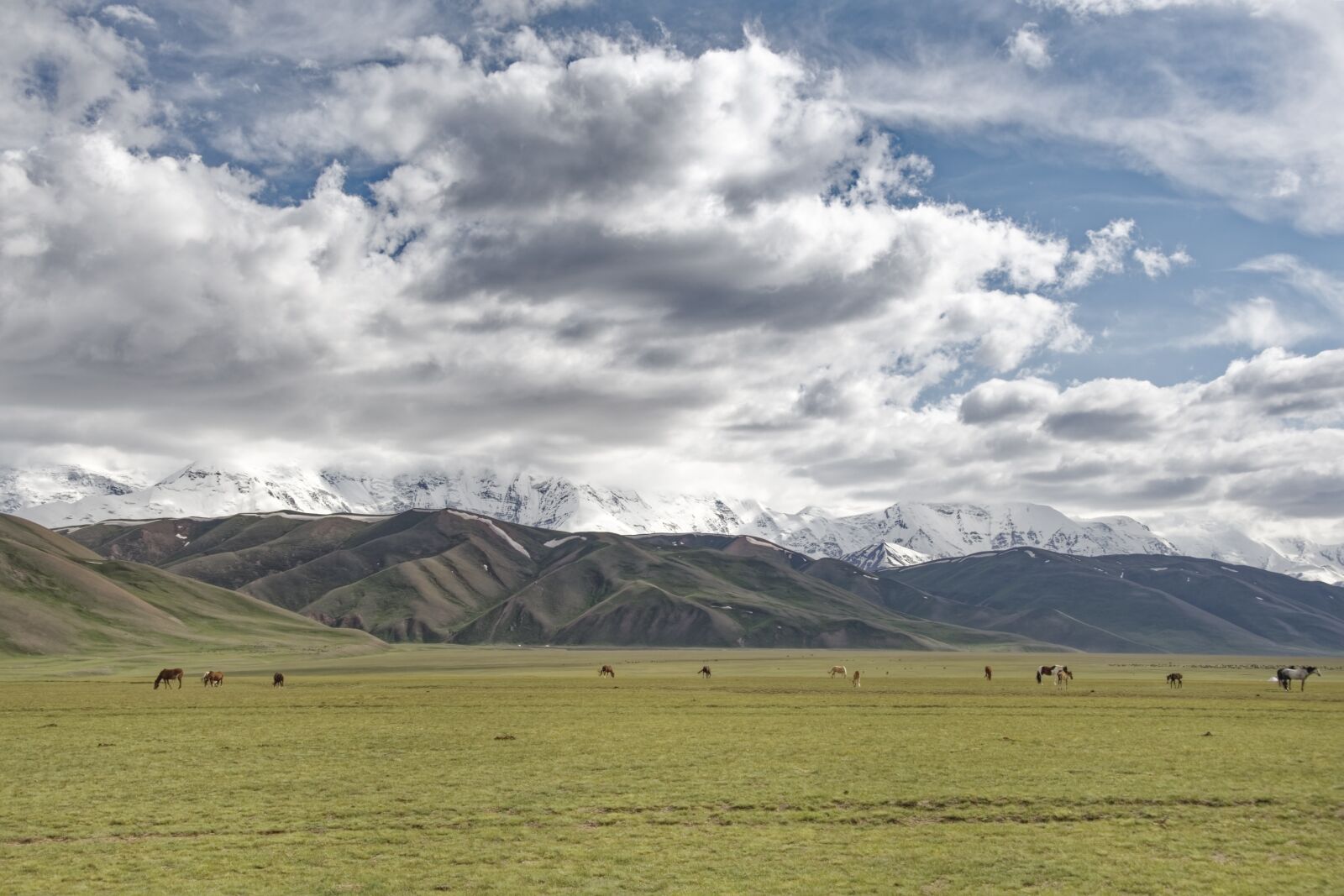 Nikon D500 sample photo. Kyrgyzstan, graze, horses photography