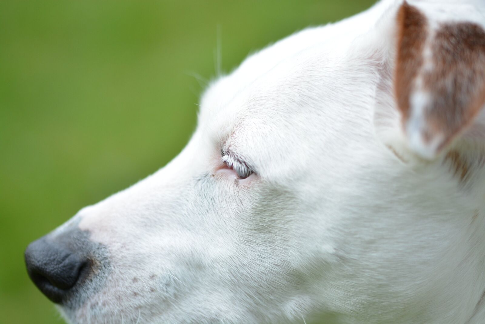 Nikon D5200 sample photo. Jack russell, dog, animal photography