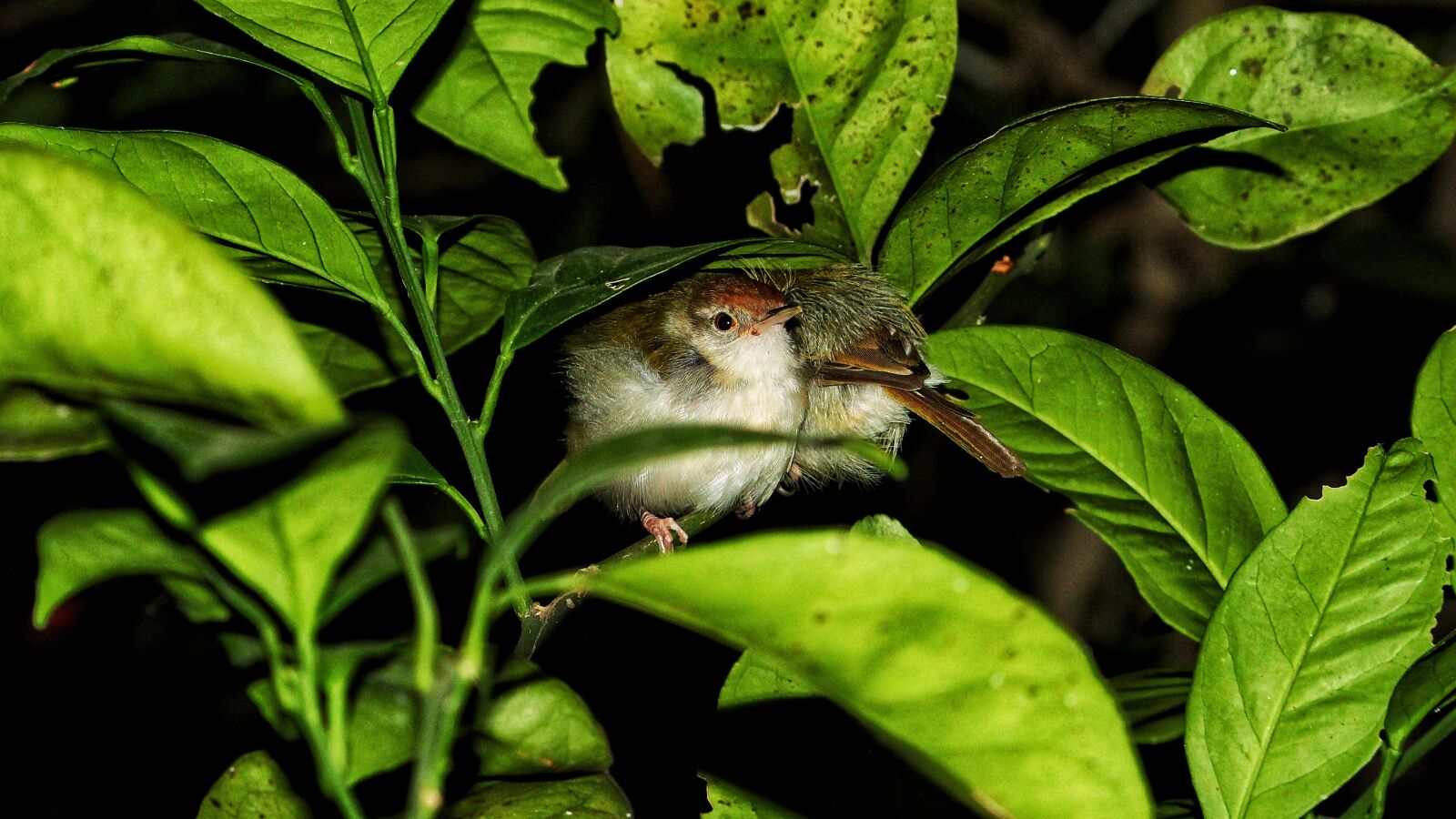 Canon EOS 1300D (EOS Rebel T6 / EOS Kiss X80) sample photo. Sparrow, wild life, homeless photography