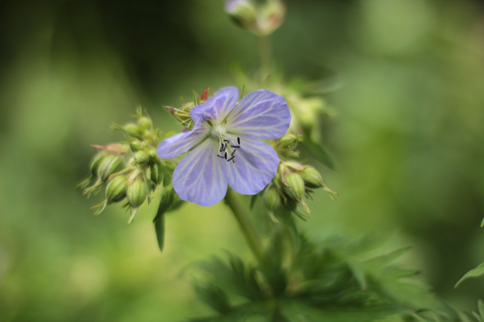 Canon EOS 600D (Rebel EOS T3i / EOS Kiss X5) + Canon EF 50mm F1.8 STM sample photo. Geranium pratense ' mrs photography
