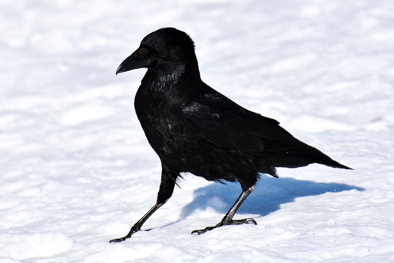 Nikon D7200 sample photo. Crow, raven bird, black photography