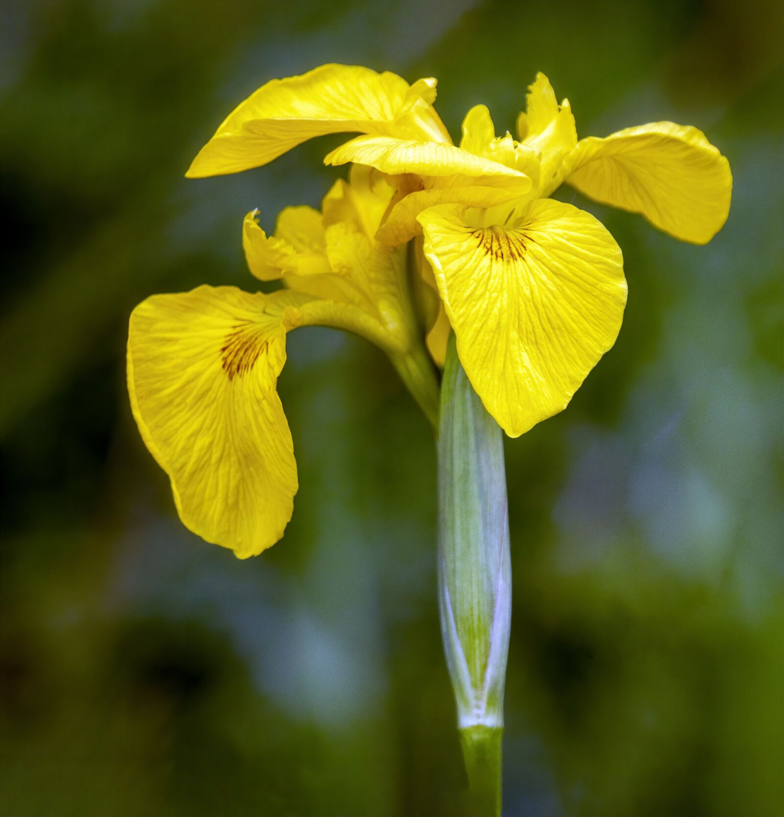 Sigma 100-400mm F5-6.3 DG OS HSM sample photo. Yellow iris, wildflower, flower photography
