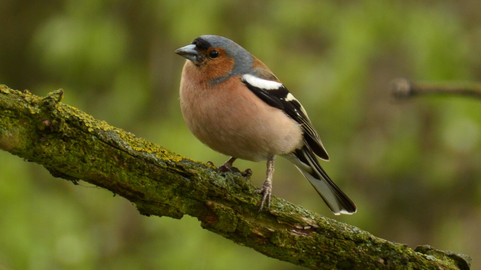 Nikon D3200 sample photo. Beauty, lublin, chaffinch photography