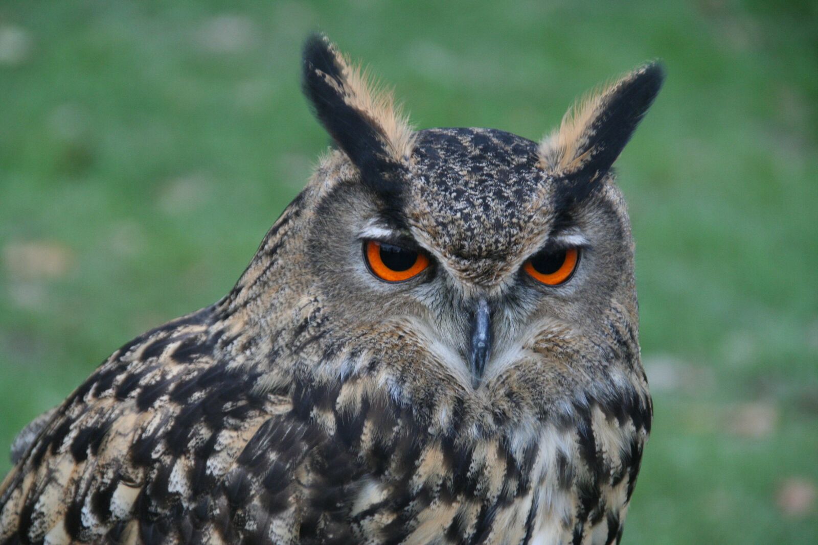 Canon EOS 350D (EOS Digital Rebel XT / EOS Kiss Digital N) sample photo. Bird of prey, bird photography