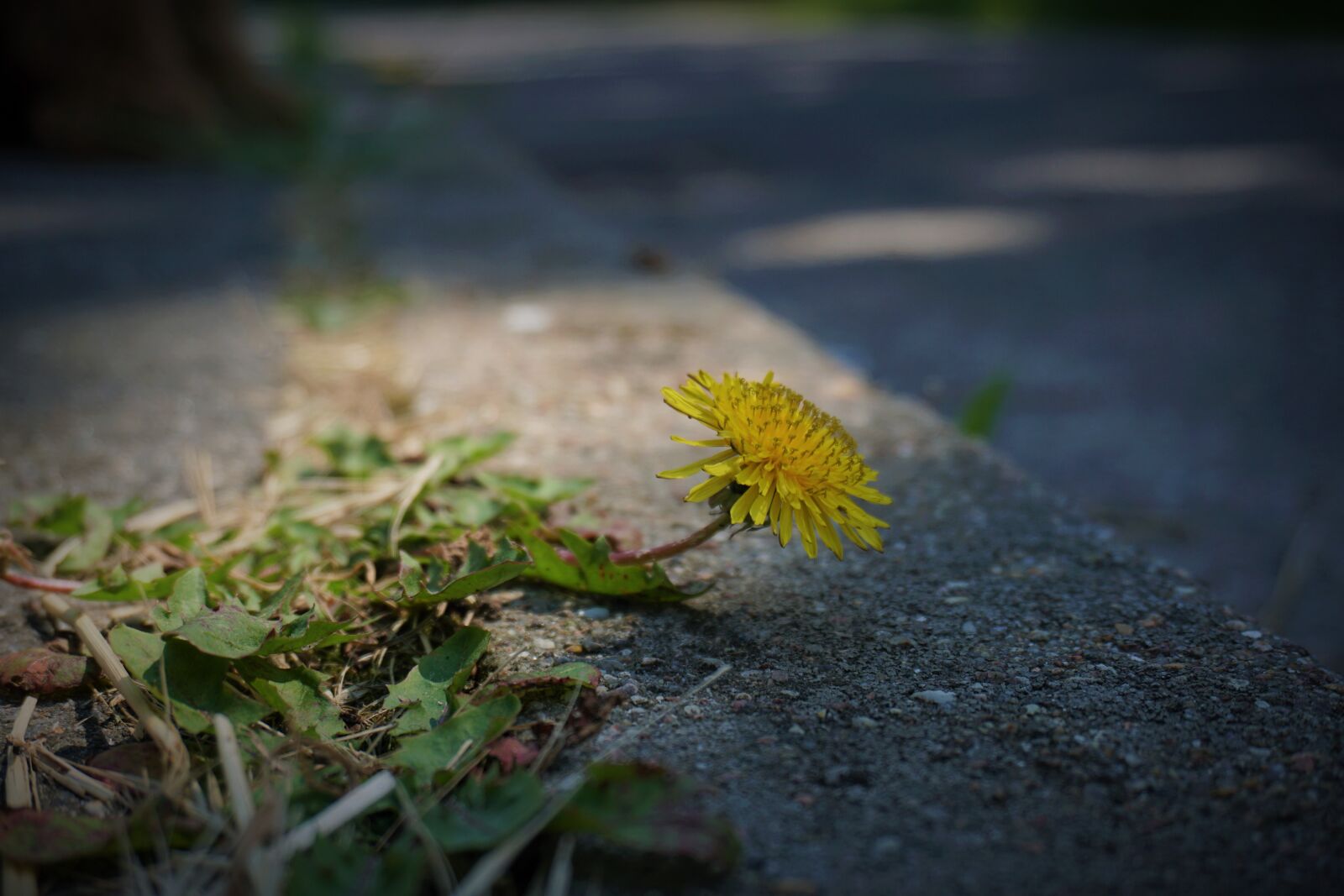Sony a6300 sample photo. Dandelion, spring, plant photography