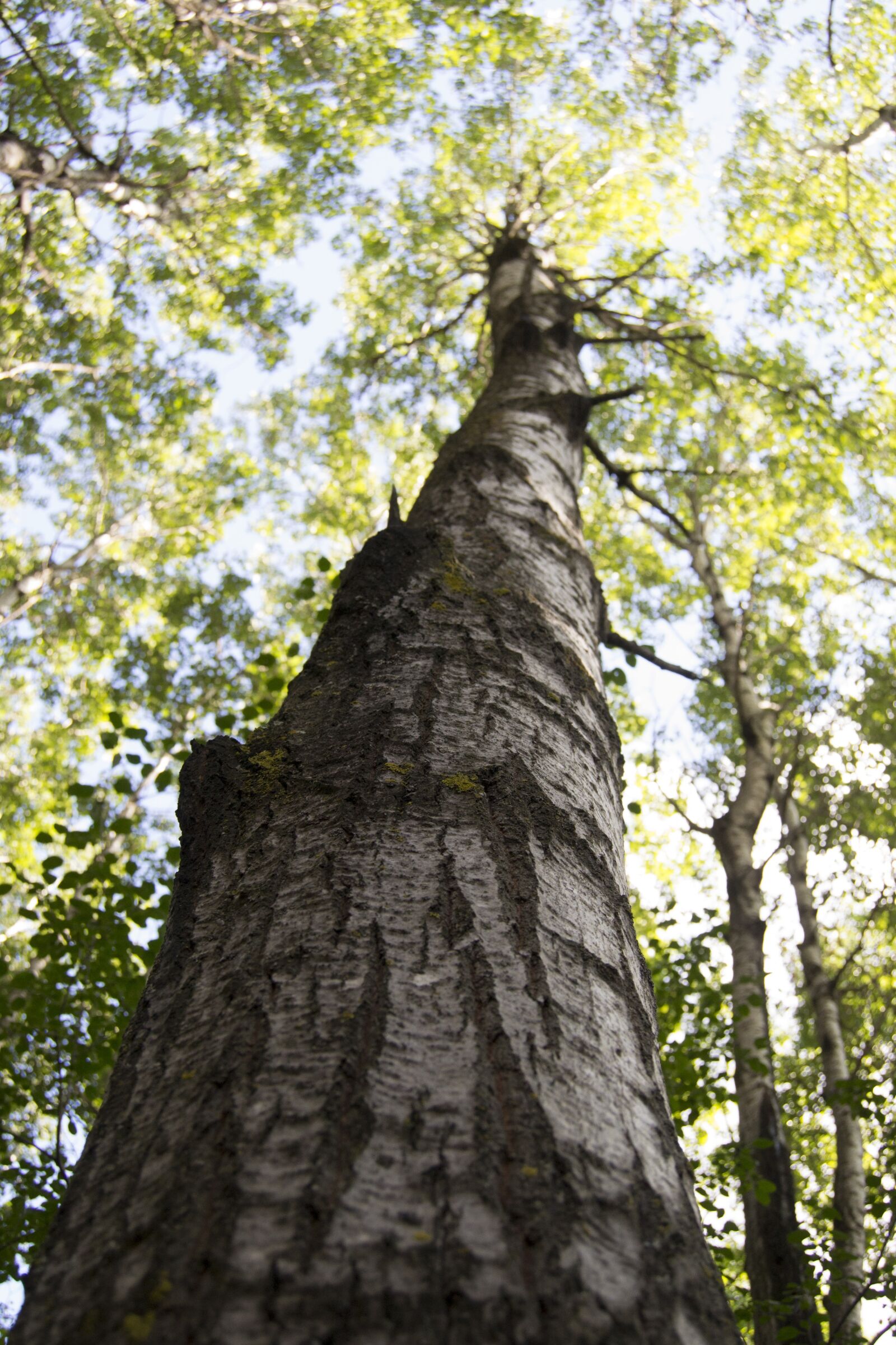 Nikon D3100 sample photo. Tree, trunk, nature photography