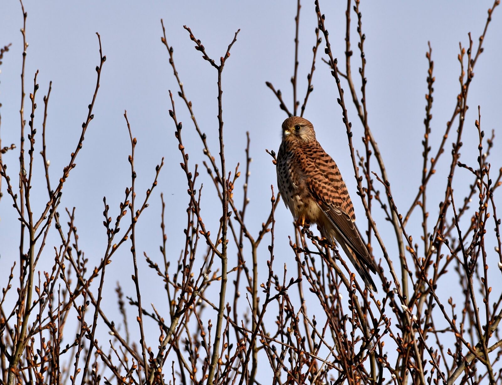 Nikon D5600 sample photo. Valk, bird of prey photography