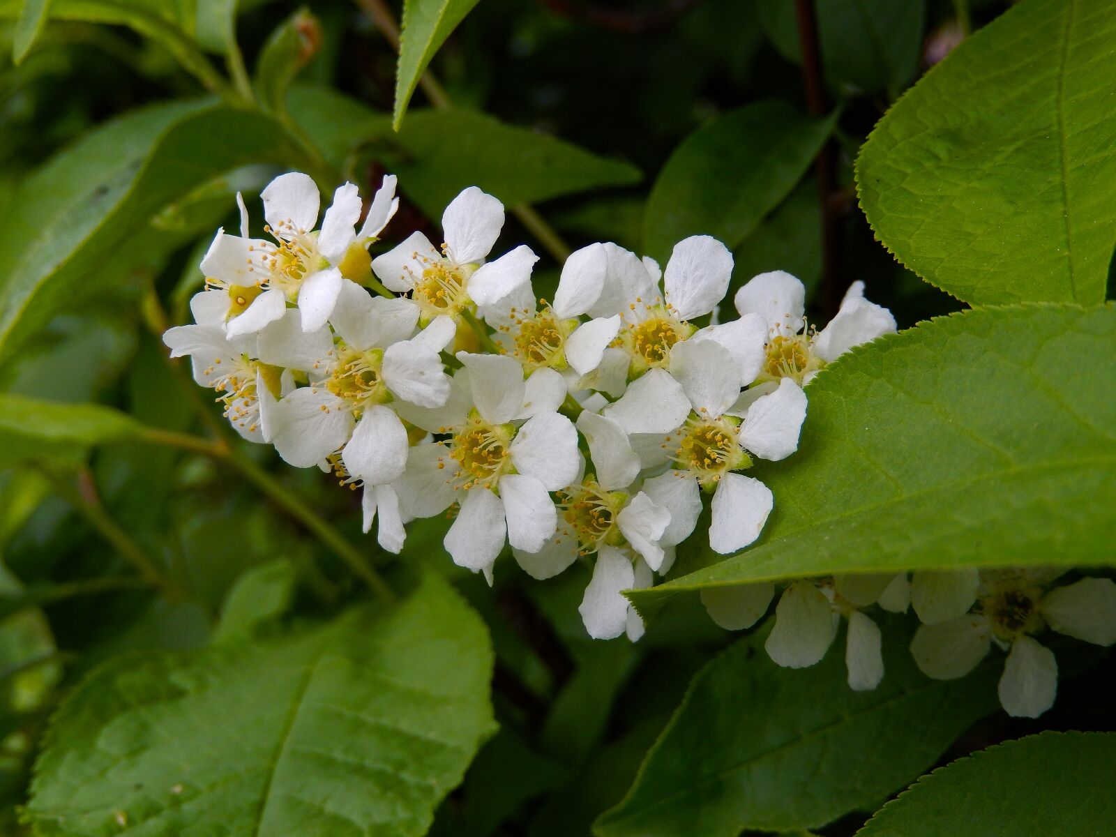 Nikon Coolpix S9500 sample photo. Buddleja, lilac, flowers photography