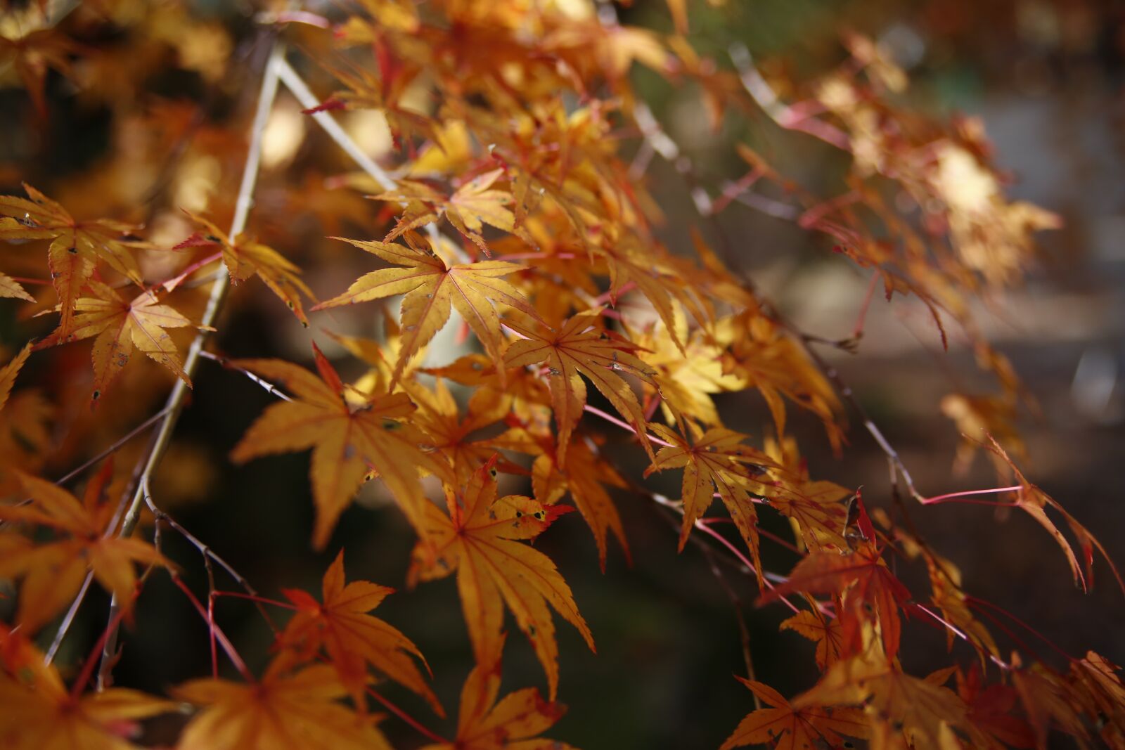 Canon EOS 6D sample photo. Autumn, yellow leaves, red photography