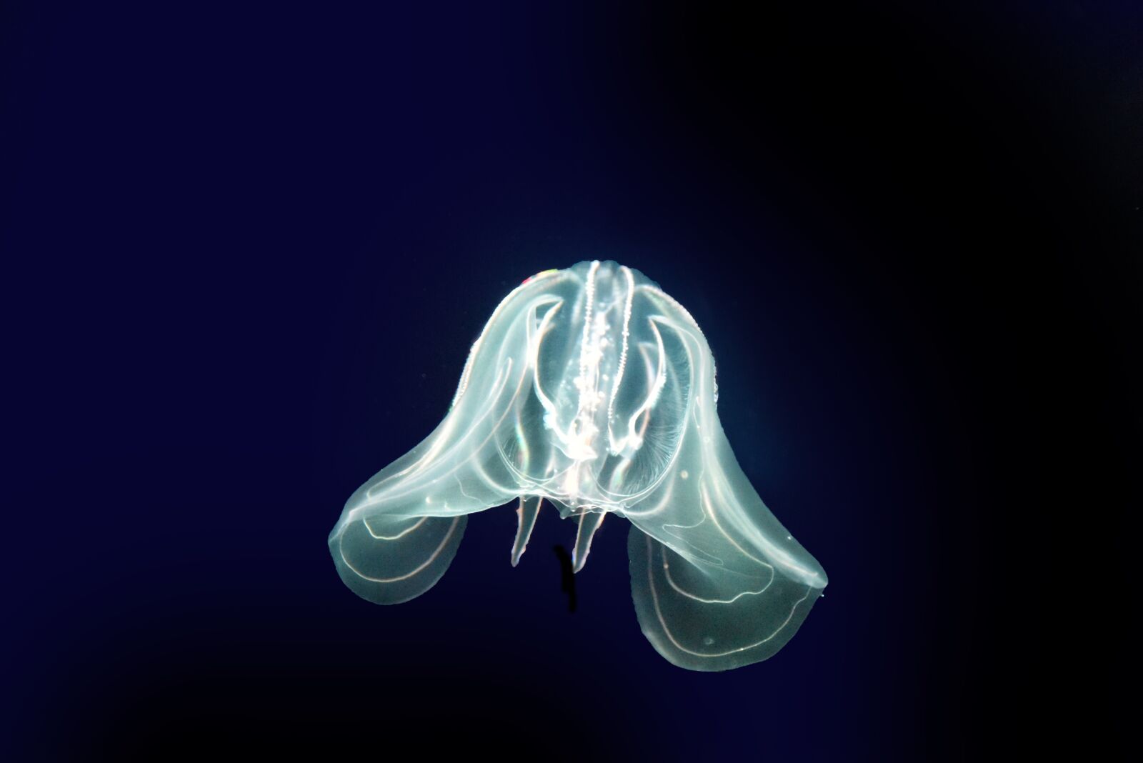 Nikon D810 sample photo. Jellyfish, sea, cnidarians photography