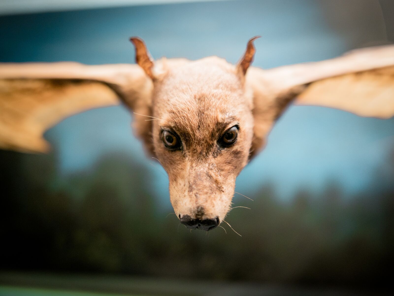 Panasonic Lumix DMC-LX100 sample photo. Flying dog, fledertier, head photography