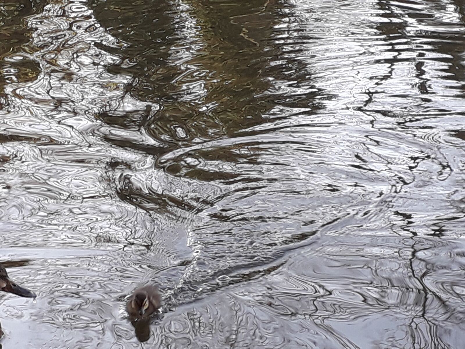 Samsung Galaxy J6 sample photo. Duckling, water, ripple photography