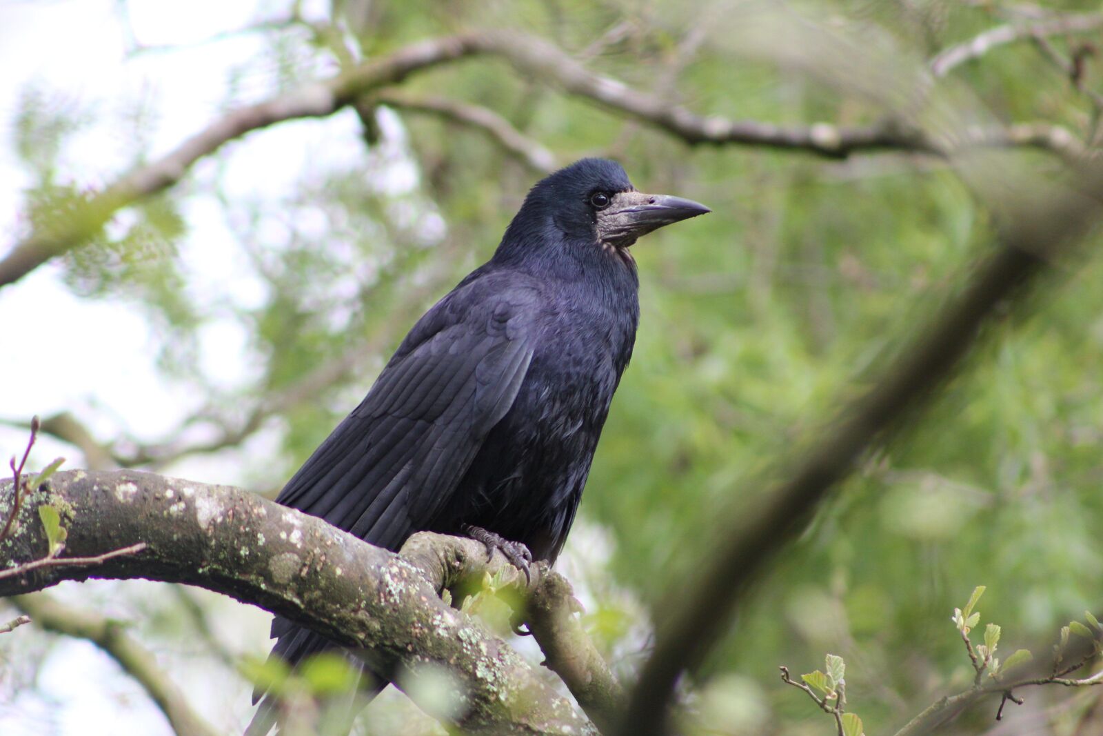 Canon EOS 550D (EOS Rebel T2i / EOS Kiss X4) sample photo. Bird, rook, beak photography
