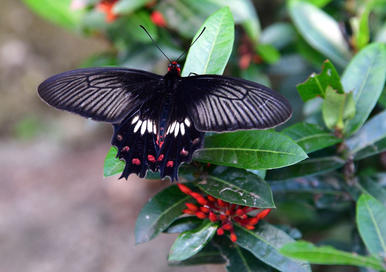 Nikon D850 sample photo. Butterfly, black, insect photography