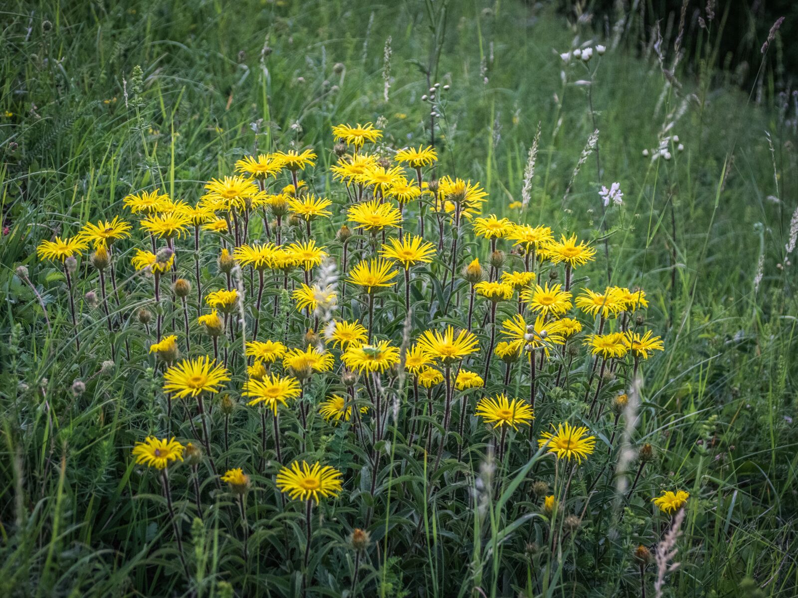 Nikon D5300 sample photo. Flora, meadow, flower photography