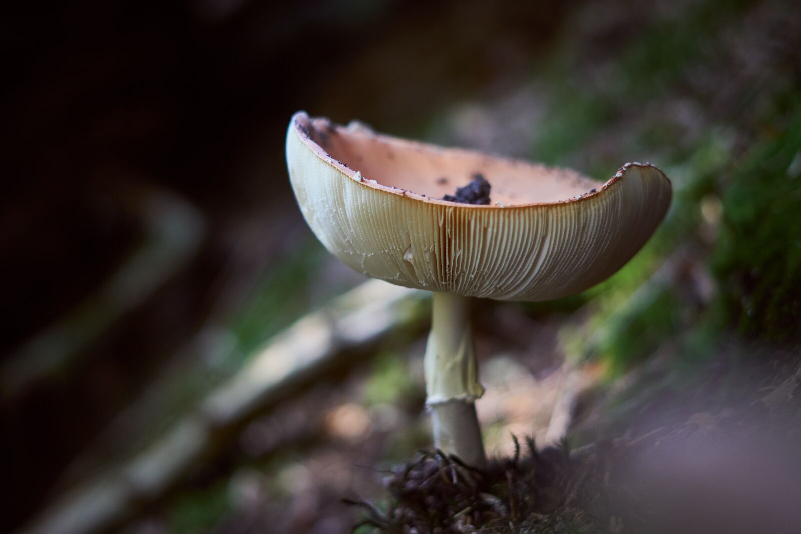 Sony FE 50mm F1.8 sample photo. Mushroom, lamellar, autumn photography