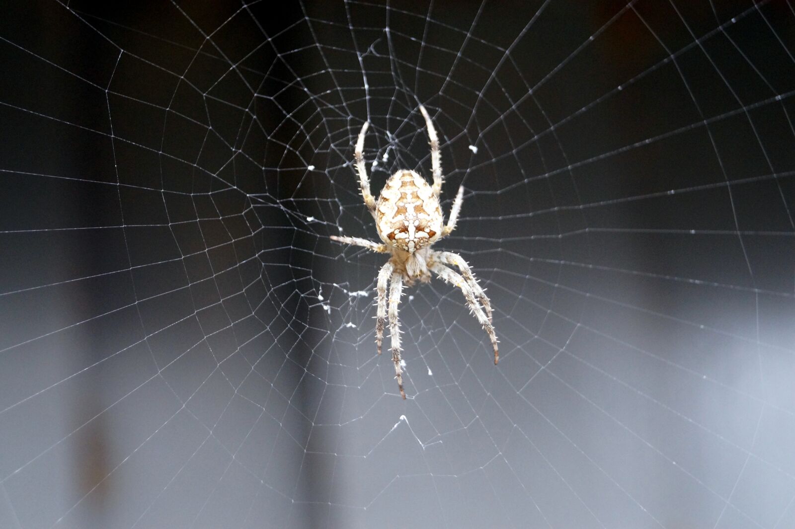 Sony SLT-A58 sample photo. Spider, insect, cobweb photography