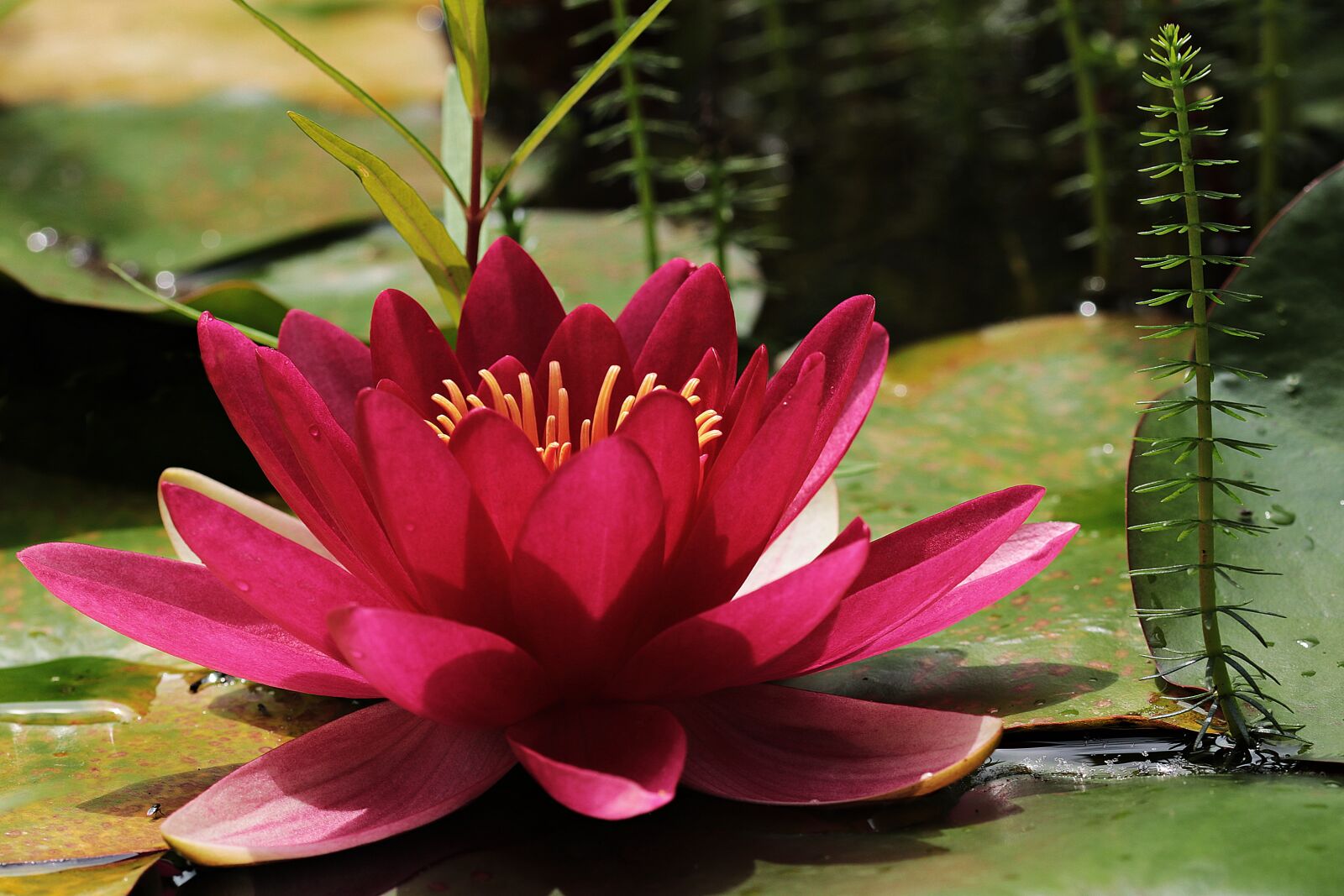 Canon EOS 80D sample photo. Water lily, red, pond photography