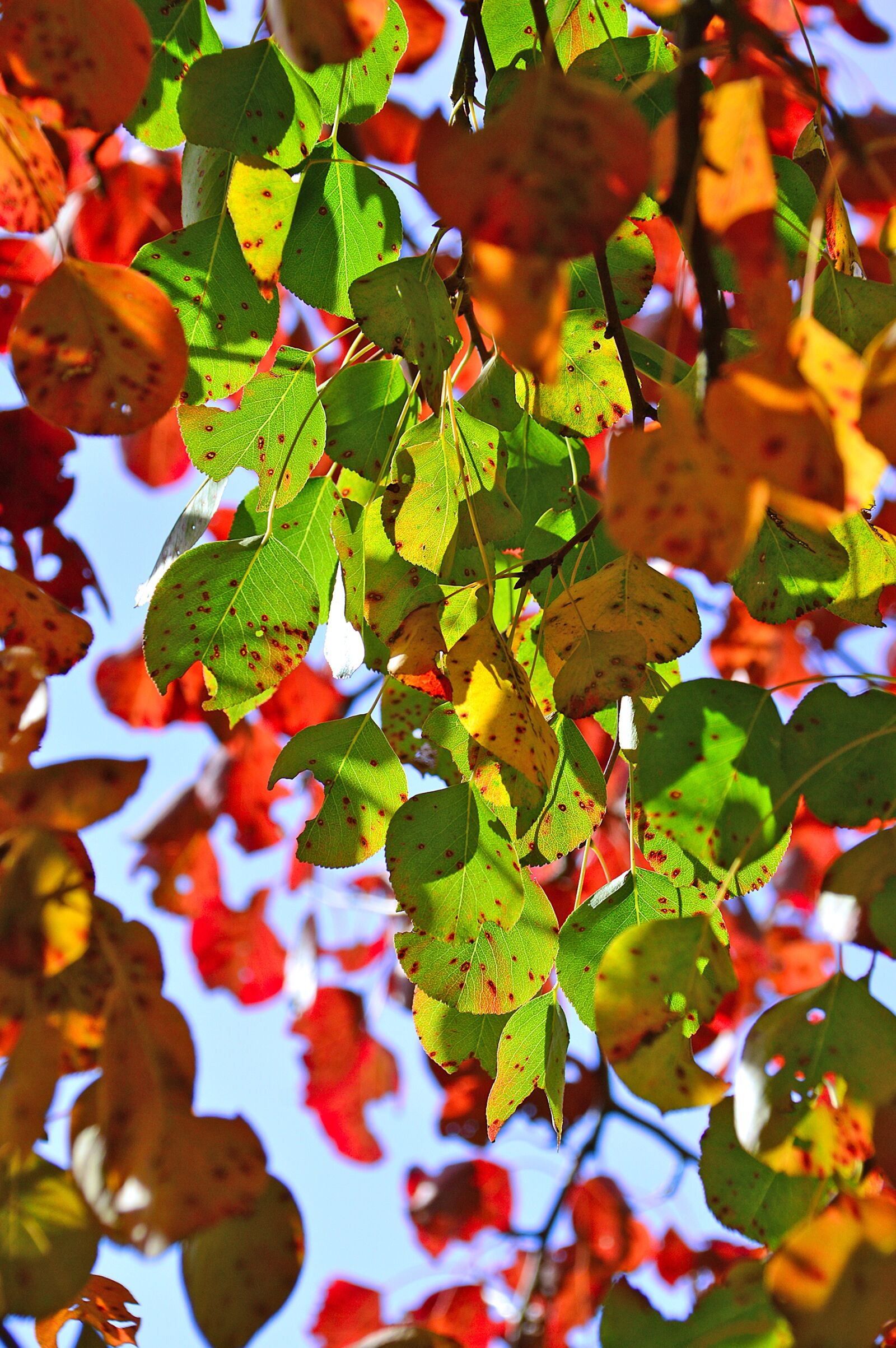 Nikon D3200 sample photo. Autumn, holidays, color photography