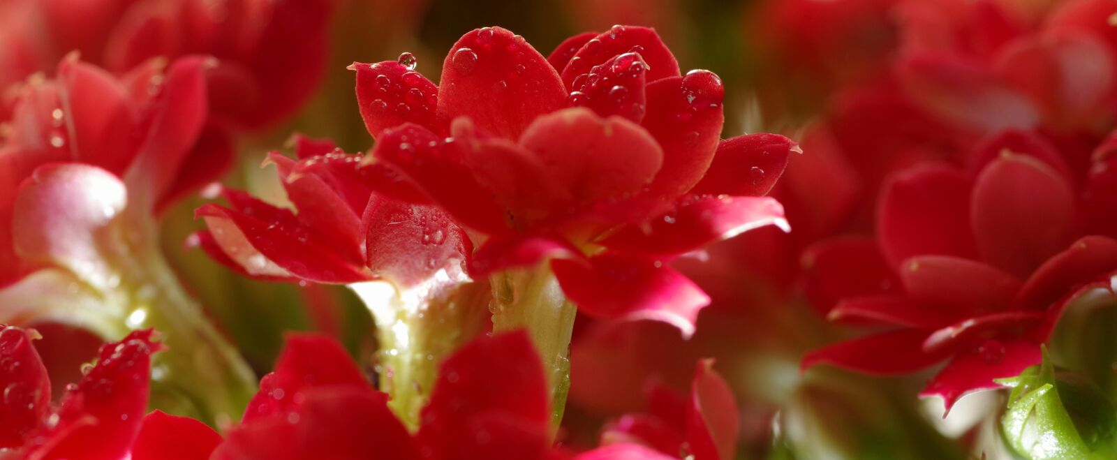 Pentax K-S2 sample photo. Red, flower, the petals photography
