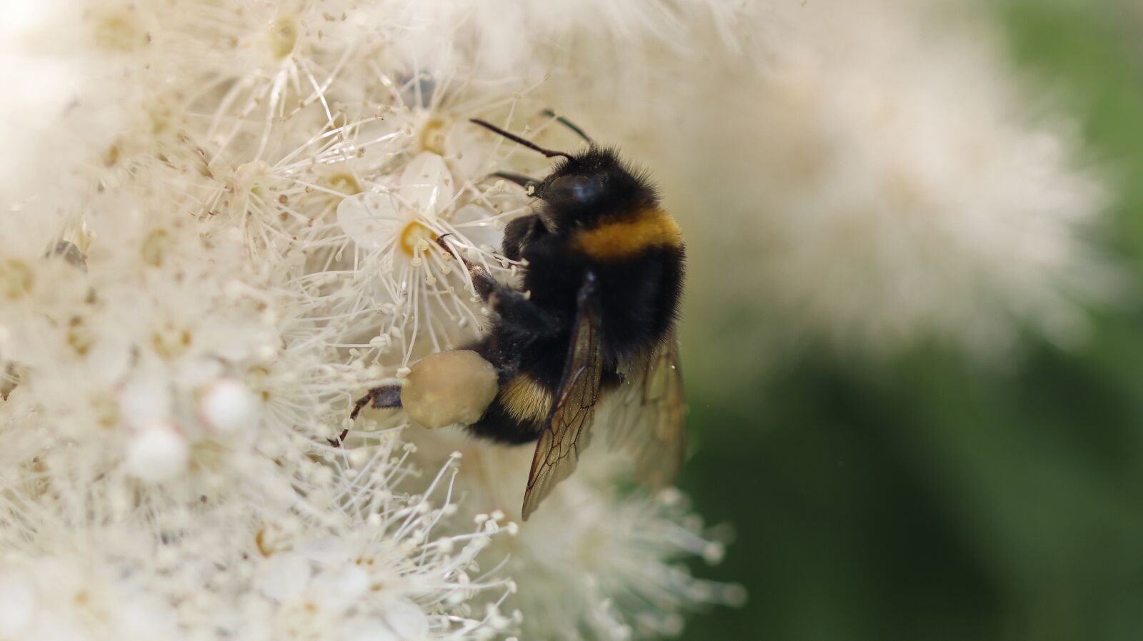 Canon EOS M50 (EOS Kiss M) sample photo. Hummel, insect, blossom photography