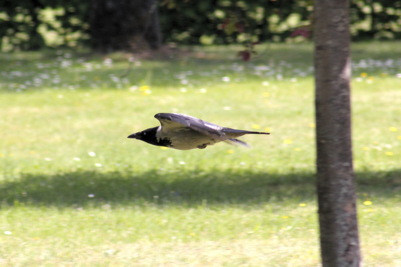 Canon EOS 550D (EOS Rebel T2i / EOS Kiss X4) sample photo. Hooded crow, bird, animal photography