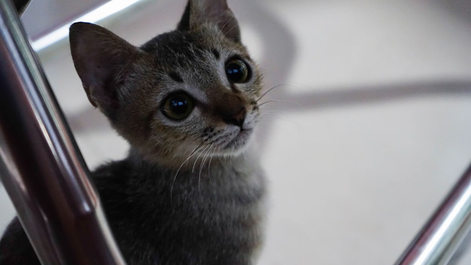 Sony a7 II + Sony FE 28-70mm F3.5-5.6 OSS sample photo. Cat, kitty, kitten photography